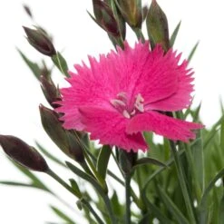 Rotsanjer (Dianthus Gratianopolitanus 'Dianturi Twinkle') D 11 H 10 Cm 5 Rotsanjer (Dianthus Gratianopolitanus 'Dianturi Twinkle') D 11 H 10 Cm -Tuin Planten Winkel 8717191515283 2