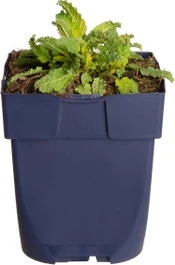 Siersalie (Salvia Nemorosa 'Schwellenburg') D 11 H 10 Cm 3 Siersalie (Salvia Nemorosa 'Schwellenburg') D 11 H 10 Cm