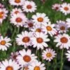 Marrokaanse Margriet (Rhodanthemum Hosmariense 'Marrakech') D 11 H 15 Cm 2 Marrokaanse Margriet (Rhodanthemum Hosmariense 'Marrakech') D 11 H 15 Cm -Tuin Planten Winkel 8717191517119 3 1