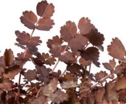 Tuin Planten Winkel -Tuin Planten Winkel 8717191517195 2 1