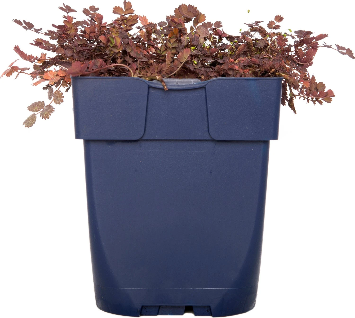 Stekelnootje (Acaena Inermis 'Purpurea') D 11 H 10 Cm