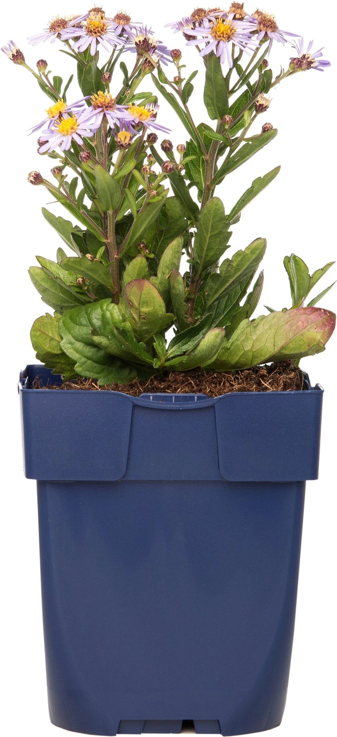 Zomeraster (Kalimeris Incisa 'Nana Blue') D 11 H 10 Cm