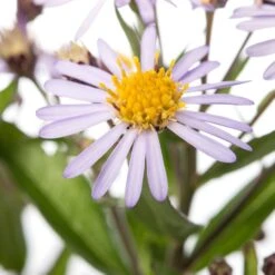 Tuin Planten Winkel -Tuin Planten Winkel 8717191519533 2