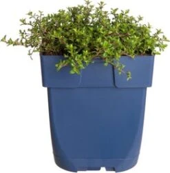Kruiptijm (Thymus Praecox 'Red Carpet') D 11 H 5 Cm