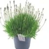 Lavendel (Lavandula Angustifolia 'Hidcote') D 26 H 40 Cm 1 Lavendel (Lavandula Angustifolia 'Hidcote') D 26 H 40 Cm -Tuin Planten Winkel 8717191523110