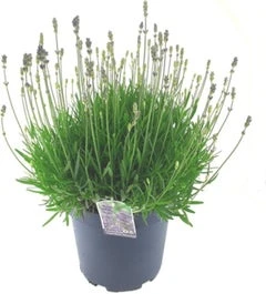 Lavendel (Lavandula Angustifolia 'Hidcote') D 26 H 40 Cm 3 Lavendel (Lavandula Angustifolia 'Hidcote') D 26 H 40 Cm