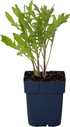 Kokardebloem (Gaillardia 'Red') D 11 H 40 Cm