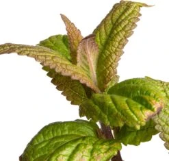 Kattenkruid (Nepeta Nervosa 'Neptune') D 11 H 40 Cm 5 Kattenkruid (Nepeta Nervosa 'Neptune') D 11 H 40 Cm -Tuin Planten Winkel 8717191525497 2