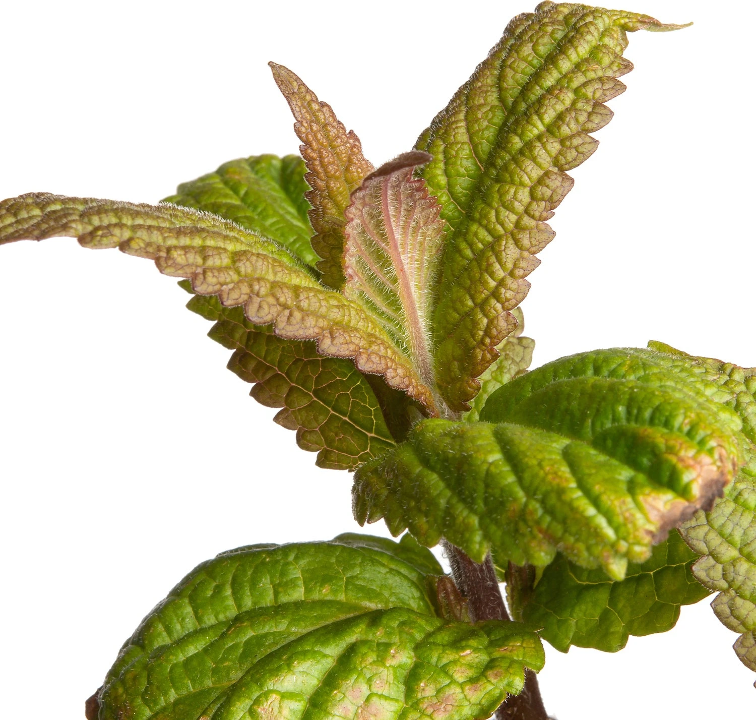 Kattenkruid (Nepeta Nervosa 'Neptune') D 11 H 40 Cm 4 Kattenkruid (Nepeta Nervosa 'Neptune') D 11 H 40 Cm - Afbeelding 2