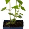 Dropplant (Agastache 'Blue Boa') D 11 H 15 Cm -Tuin Planten Winkel 8717191525930