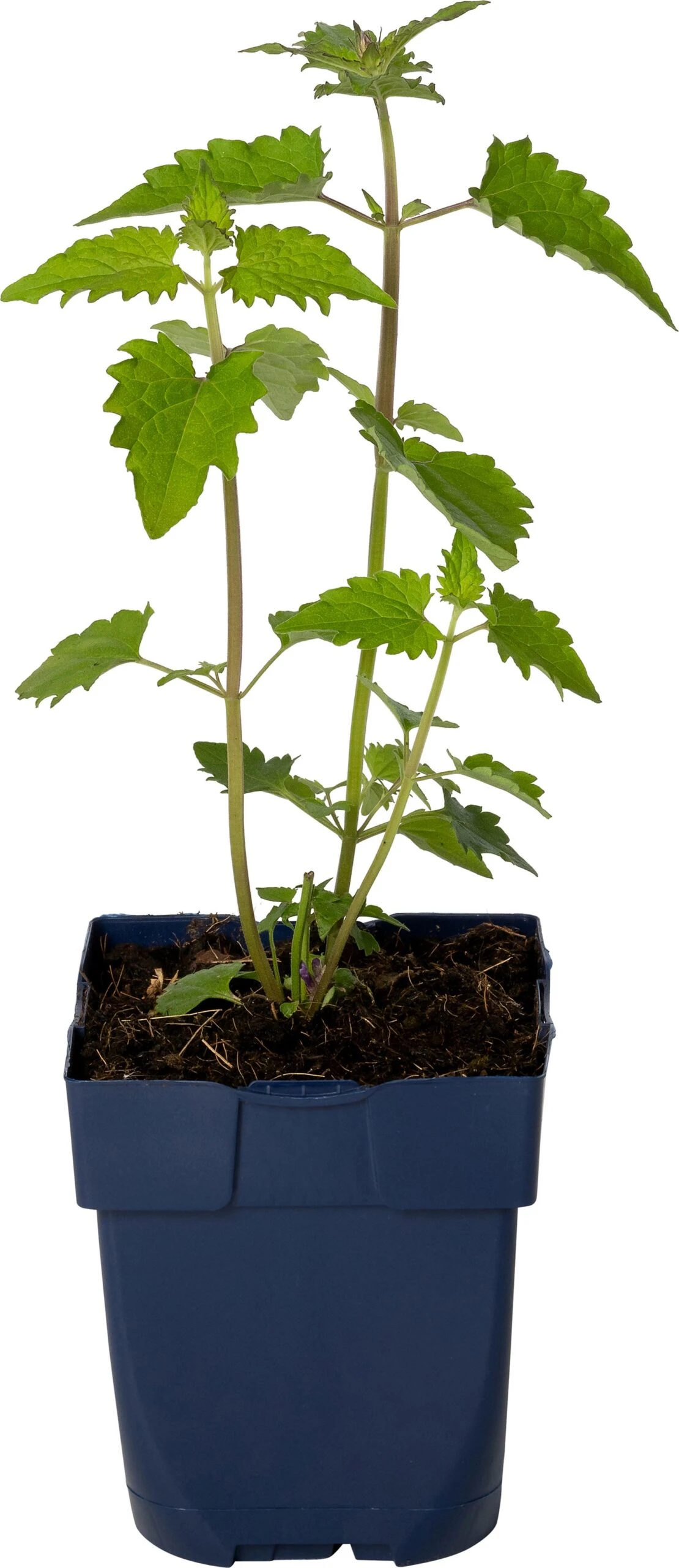 Dropplant (Agastache 'Blue Boa') D 11 H 15 Cm 3 Dropplant (Agastache 'Blue Boa') D 11 H 15 Cm