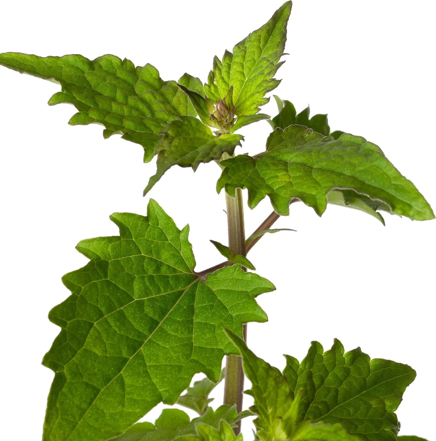 Dropplant (Agastache 'Blue Boa') D 11 H 15 Cm 4 Dropplant (Agastache 'Blue Boa') D 11 H 15 Cm - Afbeelding 2