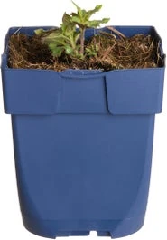 Dropplant (Agastache 'Fleur') D 11 H 10 Cm