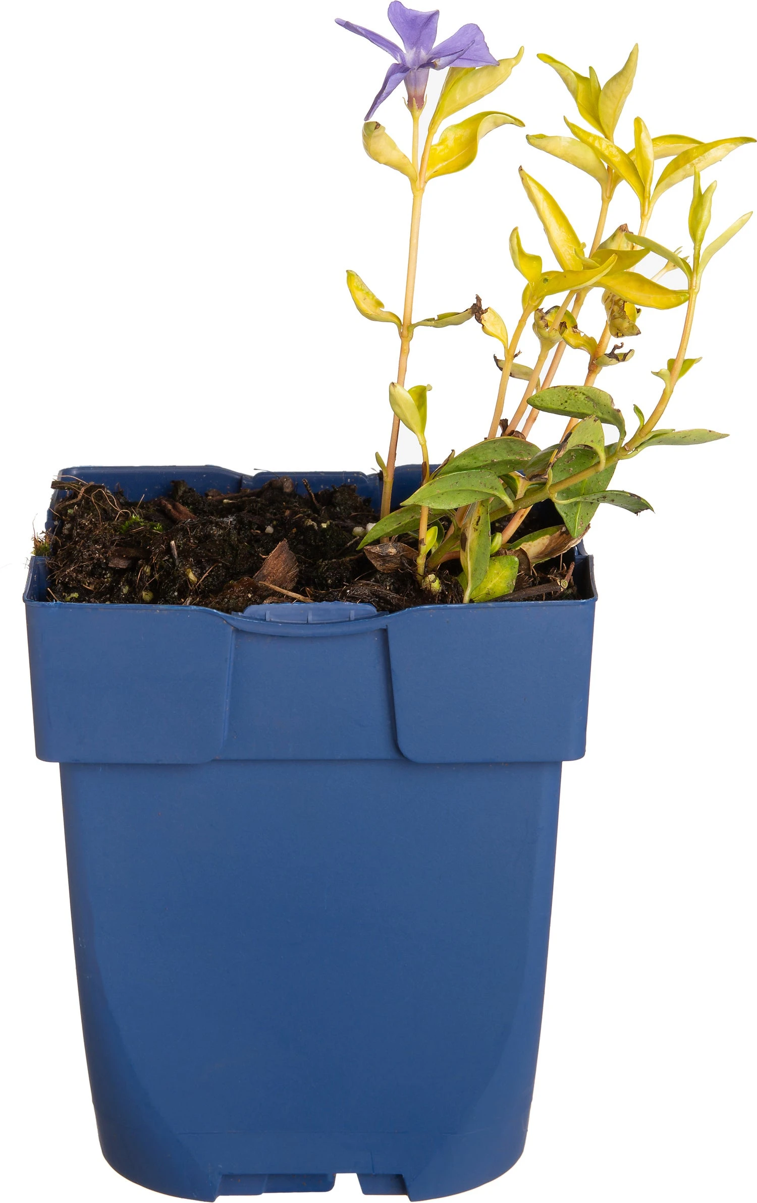 Kleine Maagdenpalm (Vinca Minor 'Illumination') D 11 H 10 Cm 3 Kleine Maagdenpalm (Vinca Minor 'Illumination') D 11 H 10 Cm