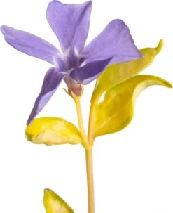 Kleine Maagdenpalm (Vinca Minor 'Illumination') D 11 H 10 Cm 5 Kleine Maagdenpalm (Vinca Minor 'Illumination') D 11 H 10 Cm -Tuin Planten Winkel 8717191531511 2