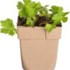 Donkere Ooievaarsbek (Geranium Phaeum) D 11 H 10 Cm -Tuin Planten Winkel 8717191531580