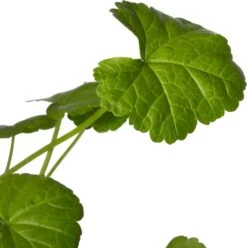 Muskuskaasjeskruid (Malva Moschata) D 11 H 10 Cm 5 Muskuskaasjeskruid (Malva Moschata) D 11 H 10 Cm -Tuin Planten Winkel 8717191531603 2