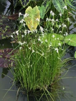 Sterrengras (Dichromena Colorata) D 9 H 20 Cm