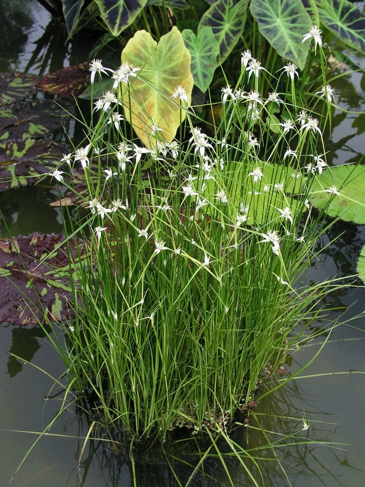 Sterrengras (Dichromena Colorata) D 9 H 20 Cm 3 Sterrengras (Dichromena Colorata) D 9 H 20 Cm