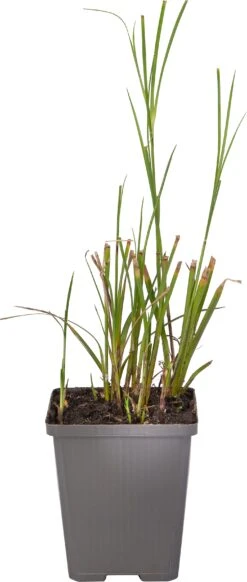 Sterrengras (Dichromena Colorata) D 9 H 20 Cm 6 Sterrengras (Dichromena Colorata) D 9 H 20 Cm -Tuin Planten Winkel 8717192790177 1 1