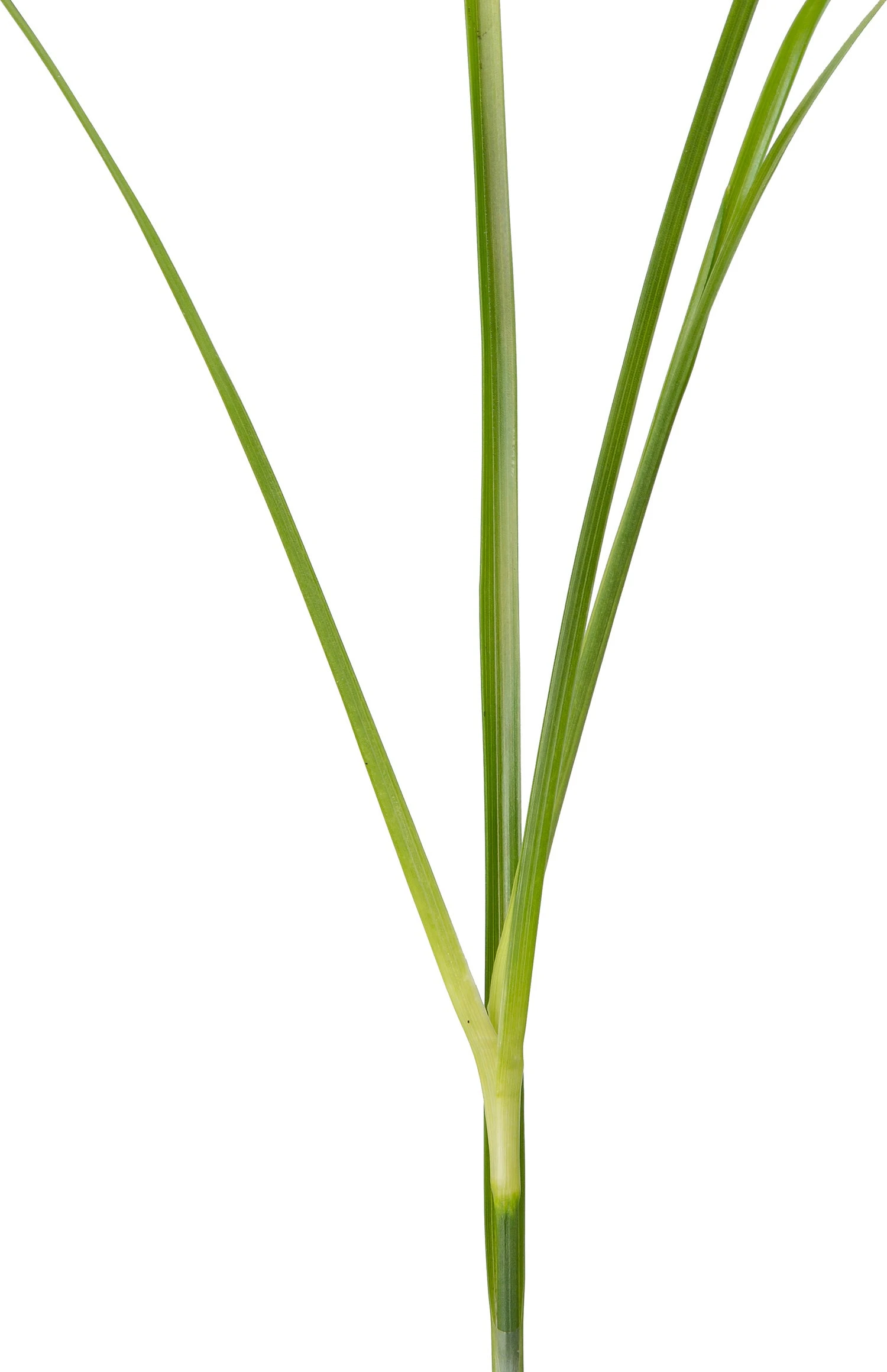 Sterrengras (Dichromena Colorata) D 9 H 20 Cm 5 Sterrengras (Dichromena Colorata) D 9 H 20 Cm - Afbeelding 3