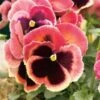 Viool (Viola F1 Hybride) Geel-rood D 9 H 10 Cm 1 Viool (Viola F1 Hybride) Geel-rood D 9 H 10 Cm -Tuin Planten Winkel 8717263006824