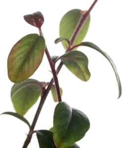 Dwergmispel (Cotoneaster Dammeri) D 9 H 15 Cm 5 Dwergmispel (Cotoneaster Dammeri) D 9 H 15 Cm -Tuin Planten Winkel 8717263013730 1 1