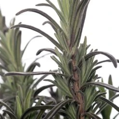 Lavendel (Lavandula Angustifolia 'Munstead') Sixpack D 9 H 15 Cm 5 Lavendel (Lavandula Angustifolia 'Munstead') Sixpack D 9 H 15 Cm -Tuin Planten Winkel 8717263013945 2 1