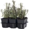 Lavendel (Lavandula Angustifolia 'Munstead') Sixpack D 9 H 15 Cm 2 Lavendel (Lavandula Angustifolia 'Munstead') Sixpack D 9 H 15 Cm -Tuin Planten Winkel 8717263013945 3 1