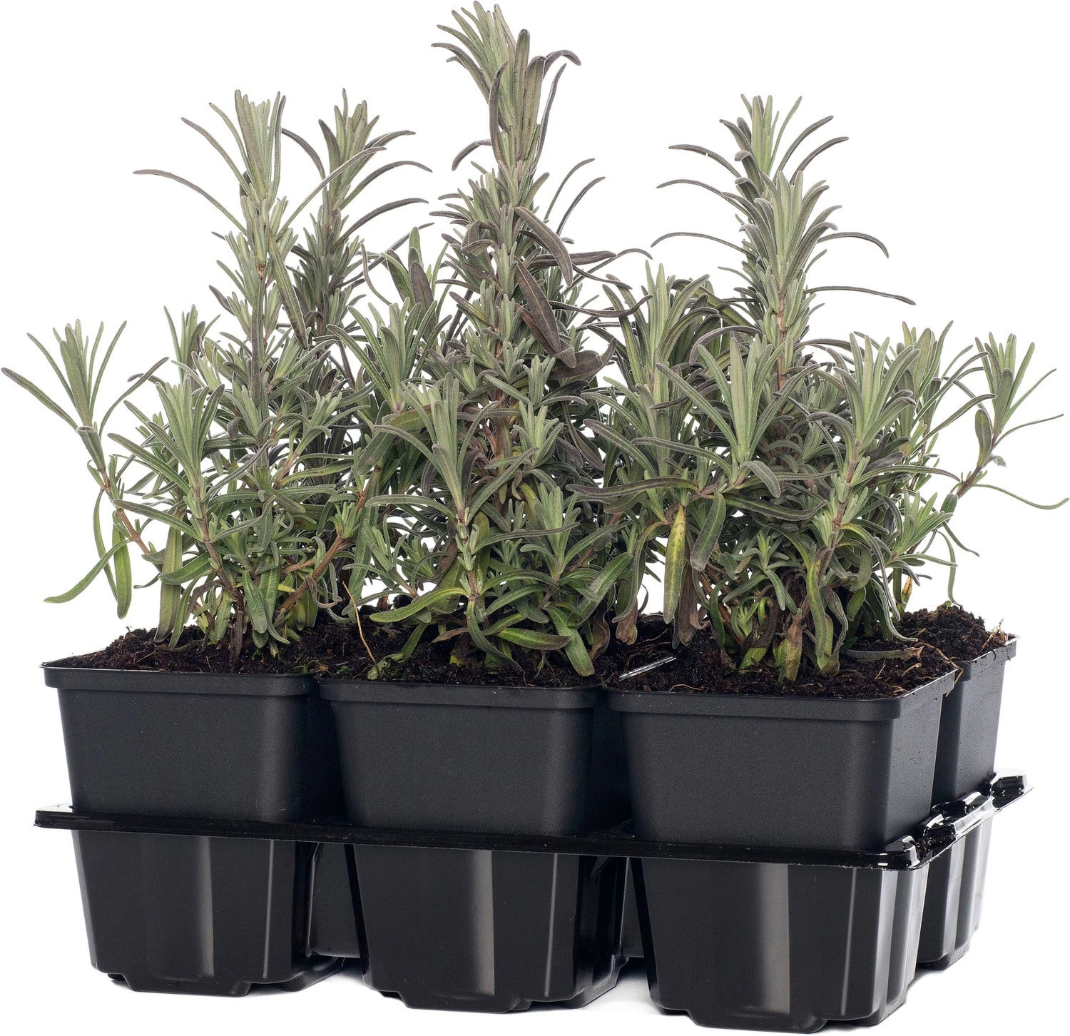 Lavendel (Lavandula Angustifolia 'Munstead') Sixpack D 9 H 15 Cm 3 Lavendel (Lavandula Angustifolia 'Munstead') Sixpack D 9 H 15 Cm