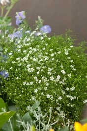 Vetmuur (Sagina Subulata) D 9 H 15 Cm