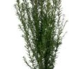 Taxus (Taxus Baccata) D 17 H 50 Cm -Tuin Planten Winkel 8717263026136 0 1