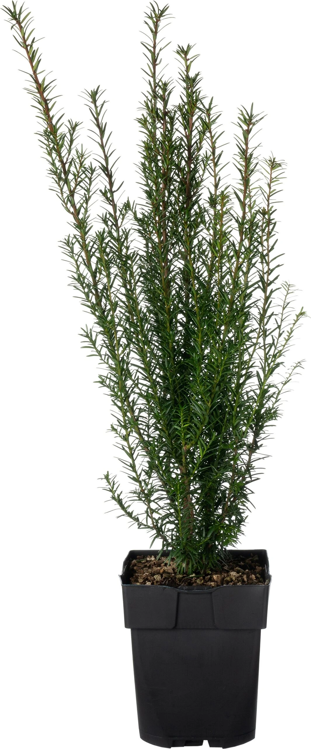 Taxus (Taxus Baccata) D 17 H 50 Cm 3 Taxus (Taxus Baccata) D 17 H 50 Cm