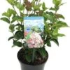 Sneeuwbal (Viburnum Tinus 'Lisa Rose') D 17 H 20 Cm 1 Sneeuwbal (Viburnum Tinus 'Lisa Rose') D 17 H 20 Cm -Tuin Planten Winkel 8717263047599 1