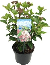 Sneeuwbal (Viburnum Tinus 'Lisa Rose') D 17 H 20 Cm 3 Sneeuwbal (Viburnum Tinus 'Lisa Rose') D 17 H 20 Cm