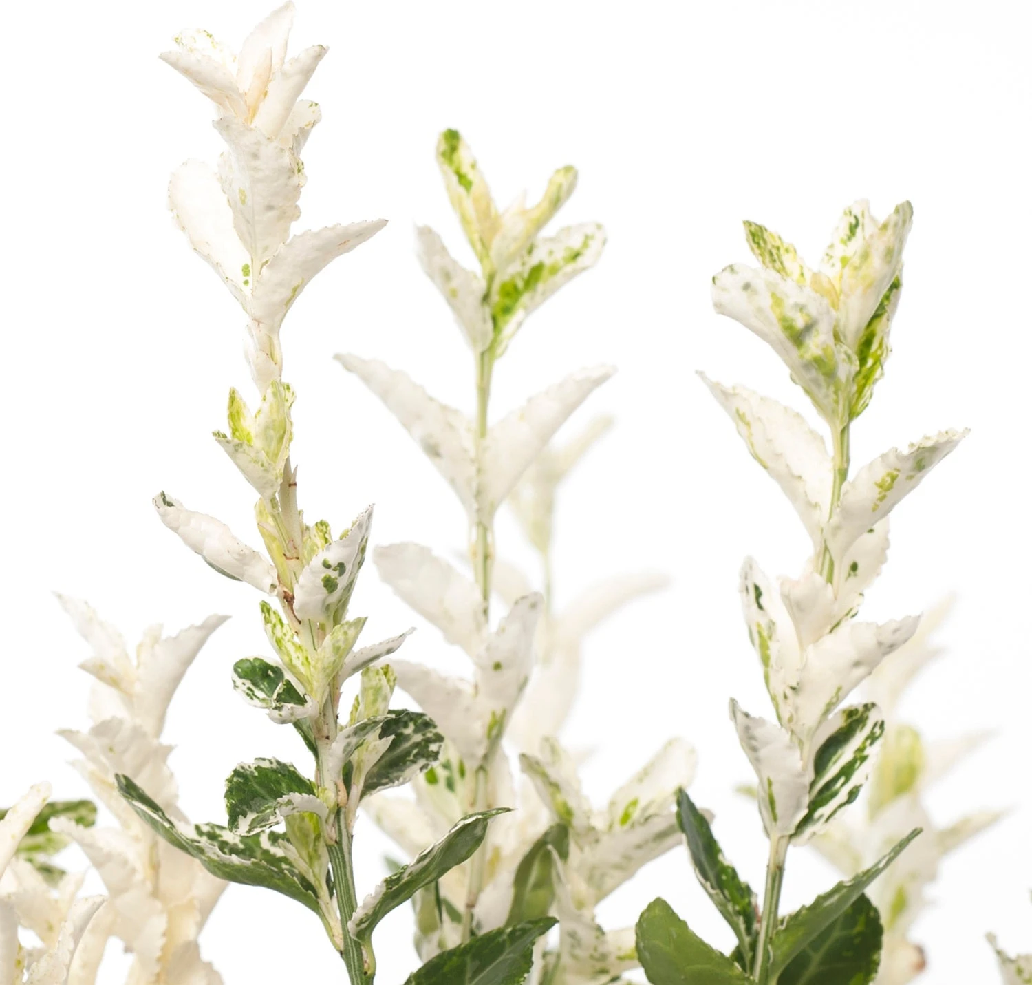 Kardinaalsmuts (Euonymus Fortunei 'Harlequin') D 17 H 30 Cm 4 Kardinaalsmuts (Euonymus Fortunei 'Harlequin') D 17 H 30 Cm - Afbeelding 2