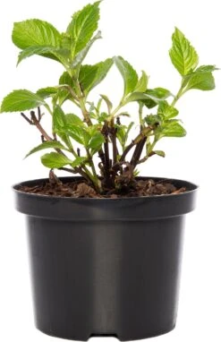 Hortensia (Hydrangea Macrophylla (Rood)) D 17 Cm 7 Hortensia (Hydrangea Macrophylla (Rood)) D 17 Cm -Tuin Planten Winkel 8717263060857