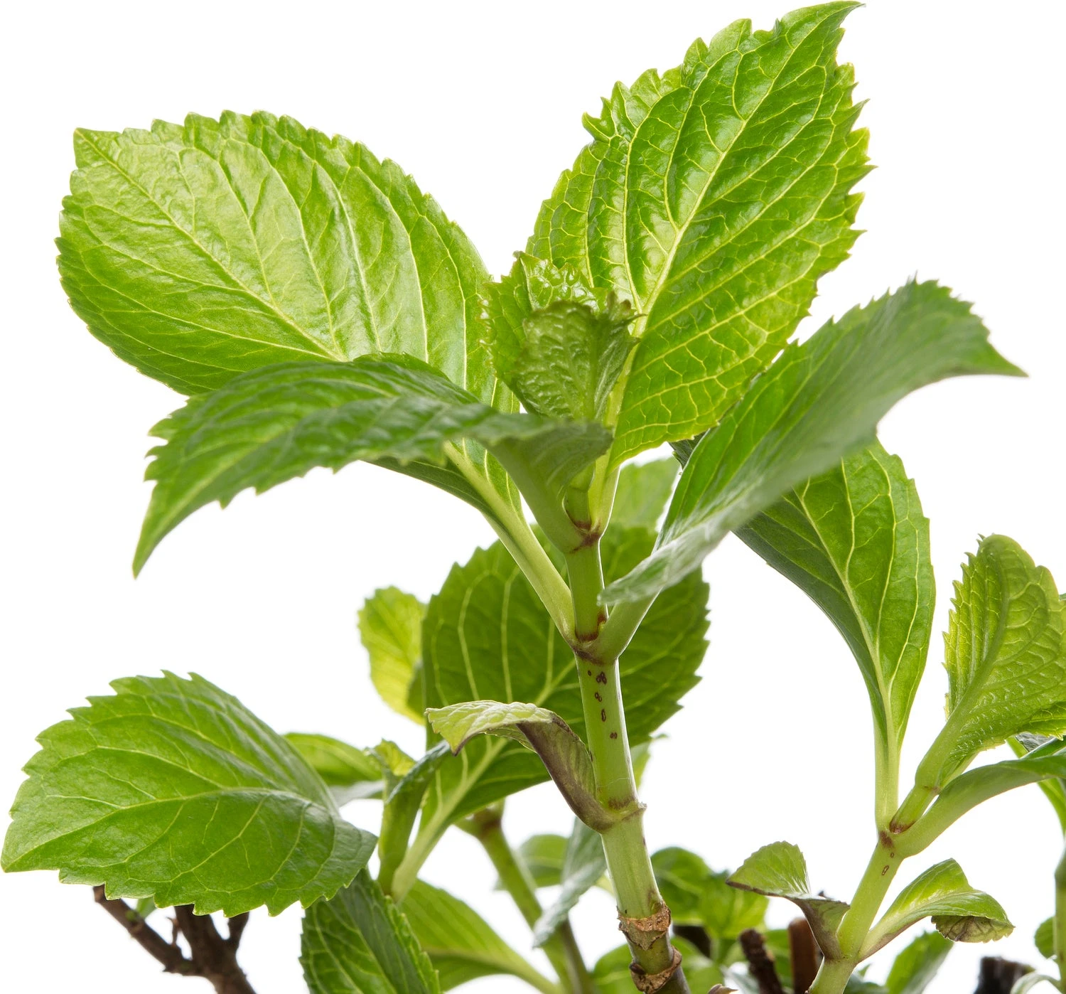 Hortensia (Hydrangea Macrophylla (Rood)) D 17 Cm 4 Hortensia (Hydrangea Macrophylla (Rood)) D 17 Cm - Afbeelding 2