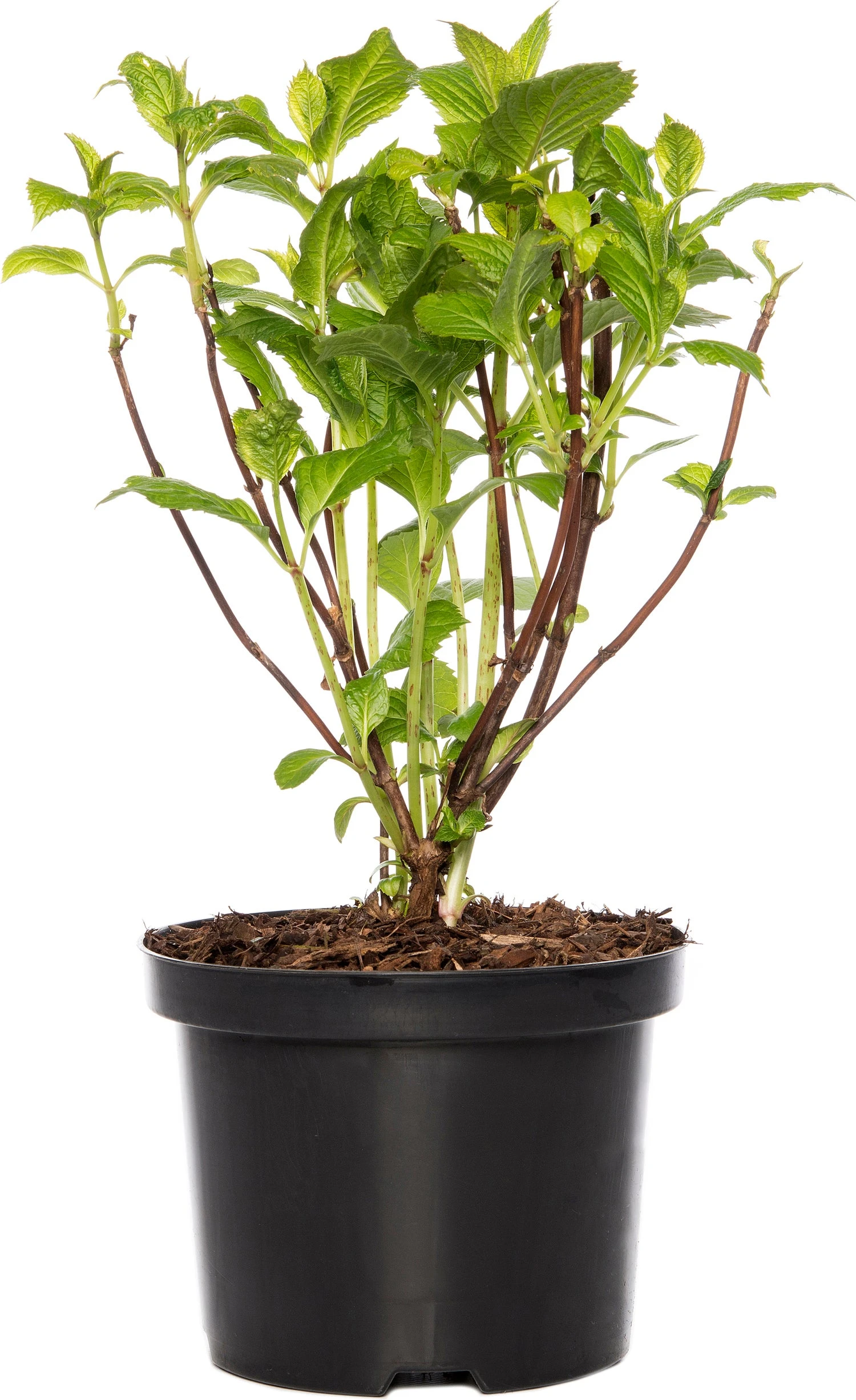 Hortensia (Hydrangea Macrophylla) Blauw D 17 H 30 Cm 3 Hortensia (Hydrangea Macrophylla) Blauw D 17 H 30 Cm