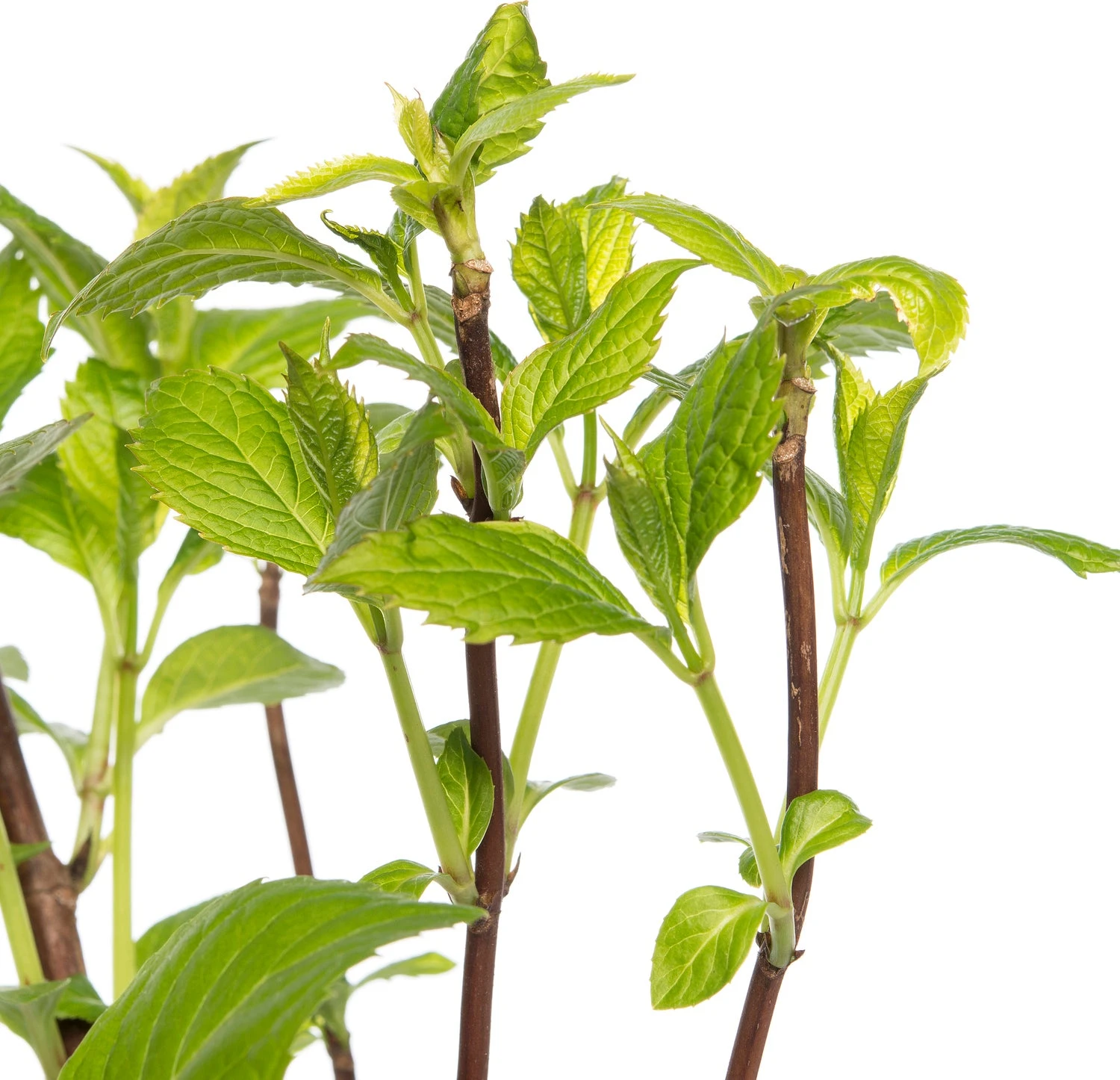 Hortensia (Hydrangea Macrophylla) Blauw D 17 H 30 Cm 4 Hortensia (Hydrangea Macrophylla) Blauw D 17 H 30 Cm - Afbeelding 2