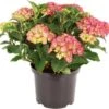 Hortensia (Hydrangea Macrophylla) Roze D 17 H 30 Cm 1 Hortensia (Hydrangea Macrophylla) Roze D 17 H 30 Cm -Tuin Planten Winkel 8717263060871 1
