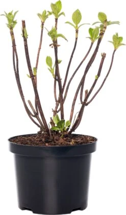 Hortensia (Hydrangea Macrophylla (Wit))