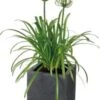 Afrikaanse Lelie (Agapanthus Africanus 'Amourette White') D 17 H 70 Cm -Tuin Planten Winkel 8717263068280