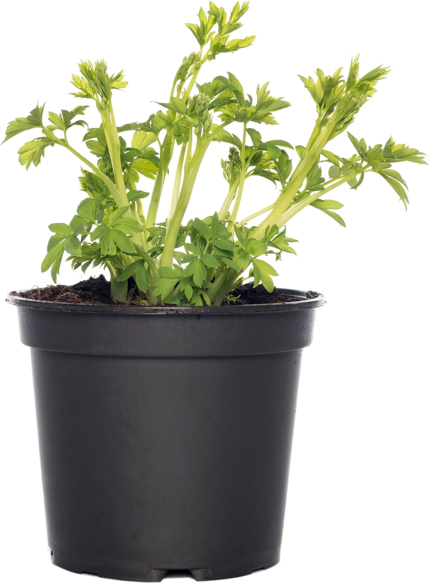 Gebroken Hartje (Dicentra Spectabile 'Pink') D 17 H 40 Cm 3 Gebroken Hartje (Dicentra Spectabile 'Pink') D 17 H 40 Cm