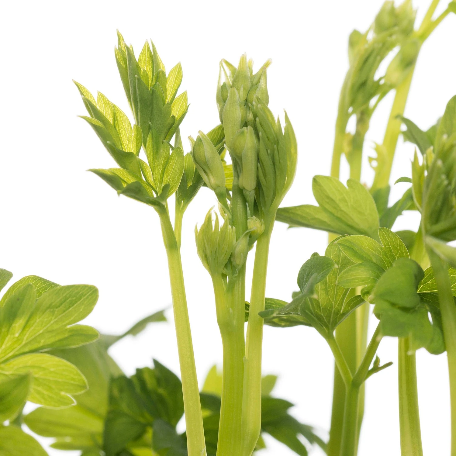Gebroken Hartje (Dicentra Spectabile 'Pink') D 17 H 40 Cm 4 Gebroken Hartje (Dicentra Spectabile 'Pink') D 17 H 40 Cm - Afbeelding 2