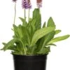 Orchideeënprimula (Primula Vialii) D 19 H 25 Cm -Tuin Planten Winkel 8717263073673