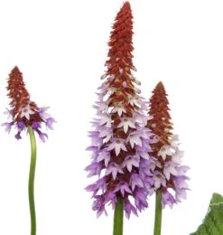 Tuin Planten Winkel -Tuin Planten Winkel 8717263073673 2