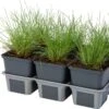 Blauwgras XL (Festuca Glauca 'Zwergenkoning') D 9 H 10 Cm 2 Blauwgras XL (Festuca Glauca 'Zwergenkoning') D 9 H 10 Cm -Tuin Planten Winkel 8717263074939 1 1