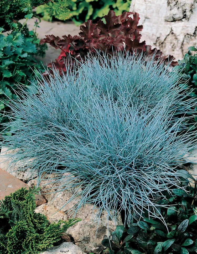 Blauwgras XL (Festuca Glauca 'Zwergenkoning') D 9 H 10 Cm 4 Blauwgras XL (Festuca Glauca 'Zwergenkoning') D 9 H 10 Cm - Afbeelding 2