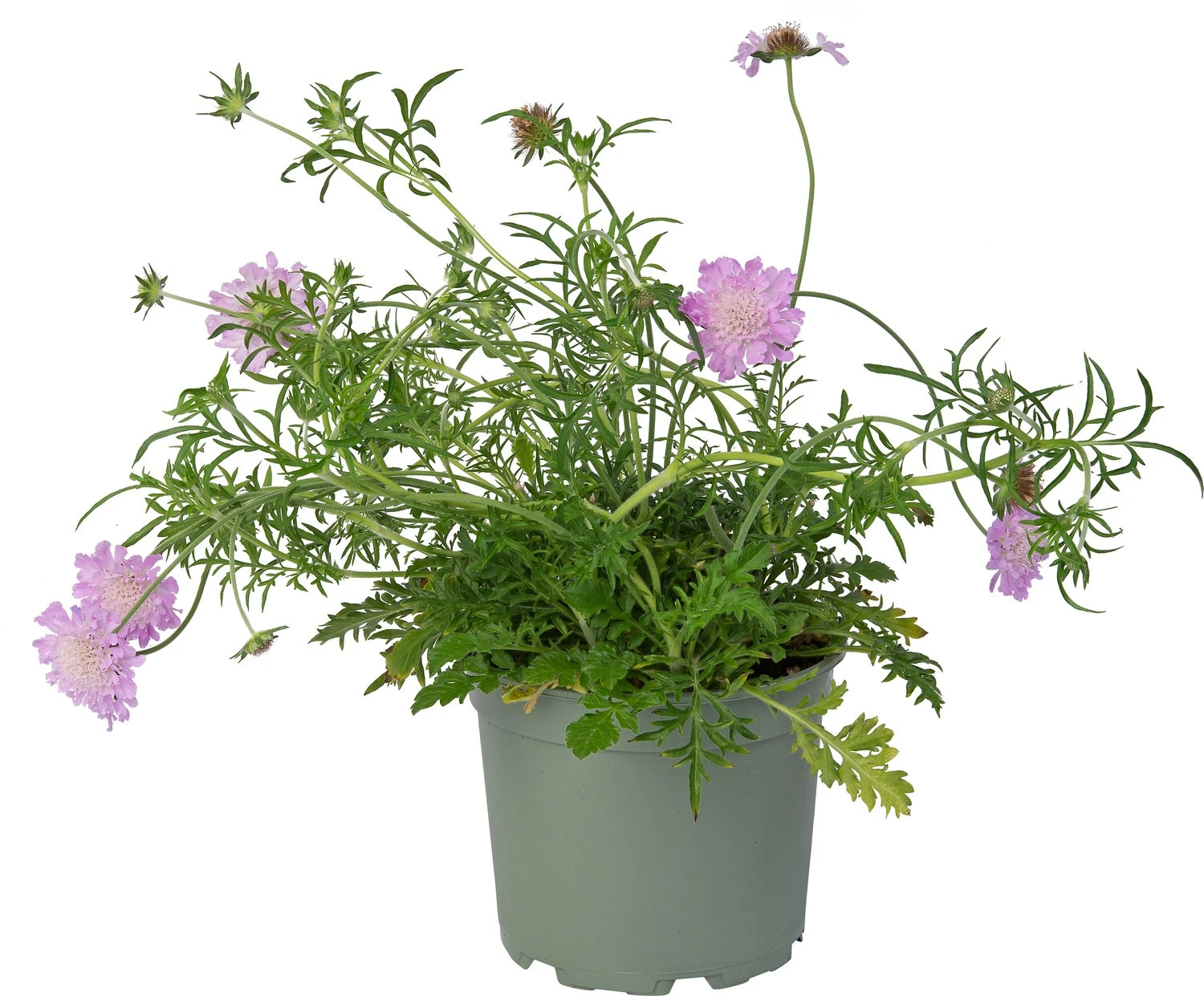 Duifkruid (Scabiosa Colombaria 'Pink Mist') D 17 H 30 Cm 3 Duifkruid (Scabiosa Colombaria 'Pink Mist') D 17 H 30 Cm